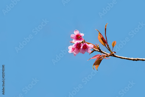 Sakura, Cherry blossoms on blue sky background, Pink flowers on blue sky background, Selective focus