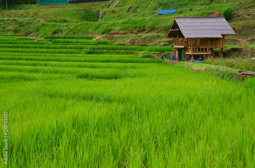cottage in rice field,Mae Chaem, Chiang Mai, thailand
