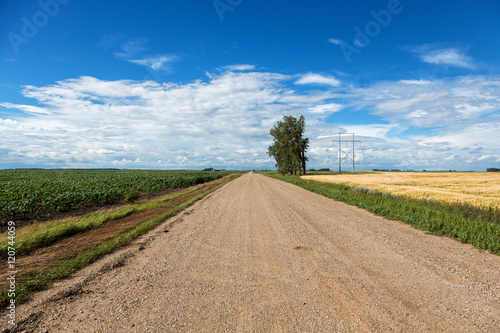 Gravel road through farm fields in rural North Dakota on a summer day. 