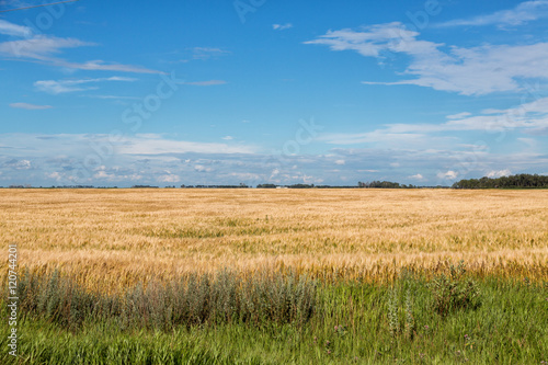 Wheat field in North Dakota on a summer day. 