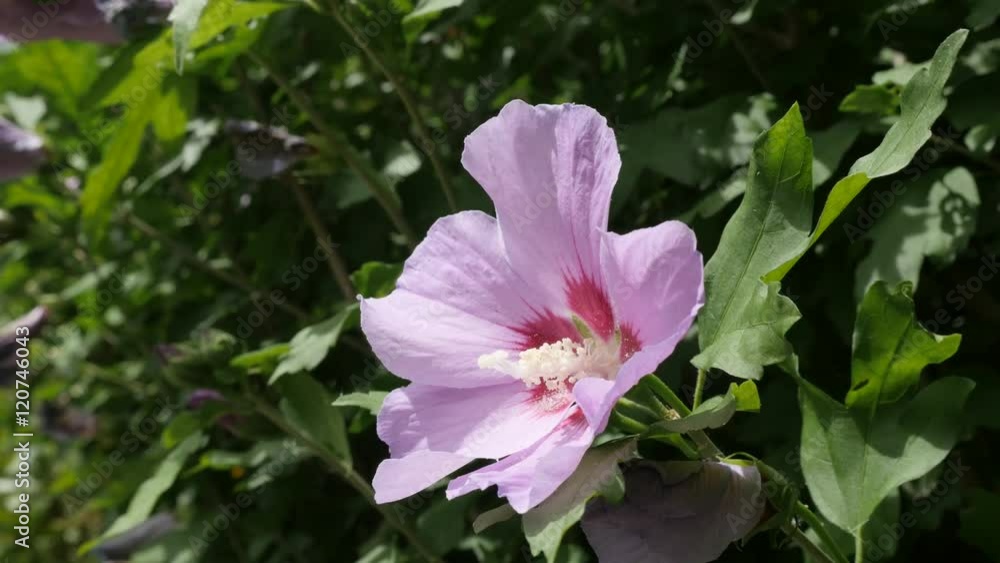 Beautiful Hibiscus syriacus pink flower bud hidden in the shrub 4K 2160p 30fps UltraHD footage - Common rose of Sharon Malvaceae plant branch 3840X2160 UHD video Beautiful Hibiscus syriacus pink flower bud hidden in the shrub 4K 2160p 30fps UltraHD footage - Common rose of Sharon Malvaceae plant branch 3840X2160 UHD video