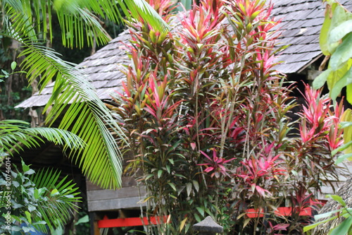 Guyane - Camp Cariacou - Août 2016