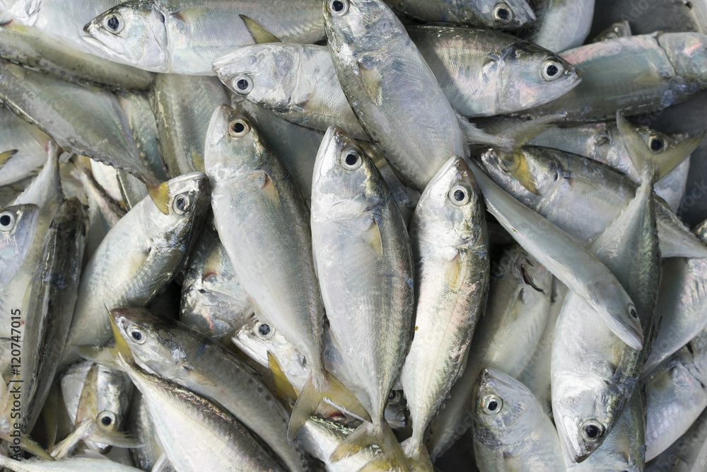 Fresh raw fishes for sale in a local market in Thailand