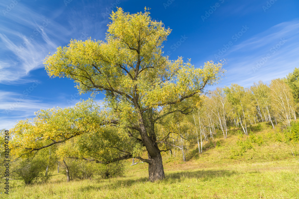 Big branchy willow against the blue sky