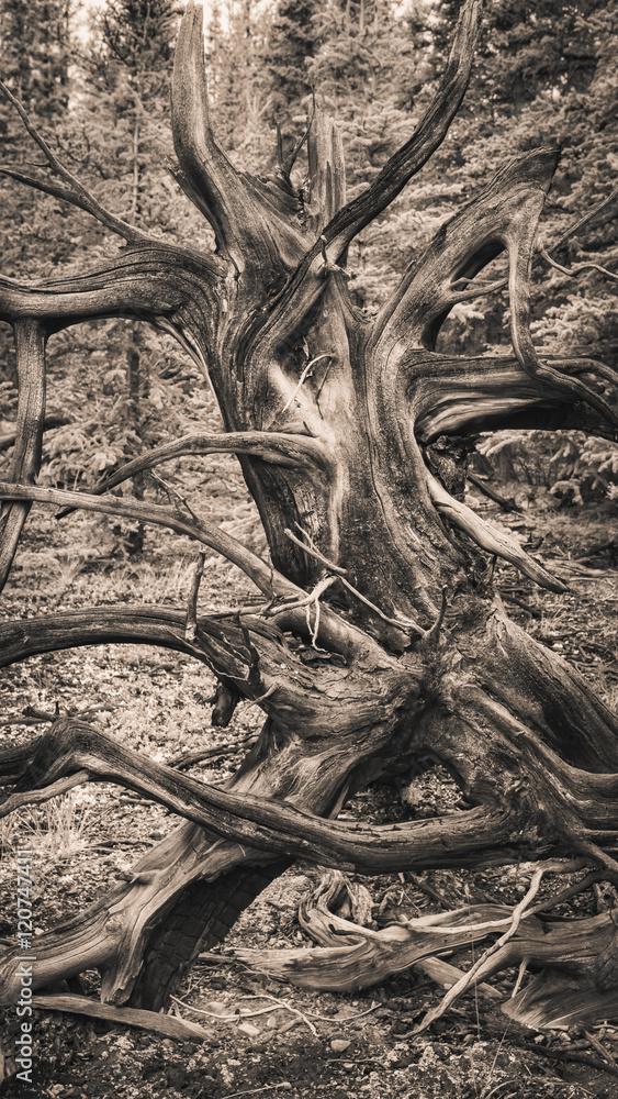 Dead tree patterns Dead tree patterns
