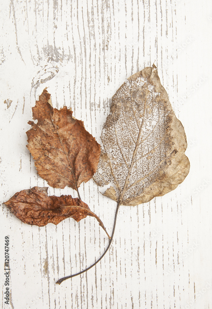 Fototapeta premium Fall leaves on painted wood