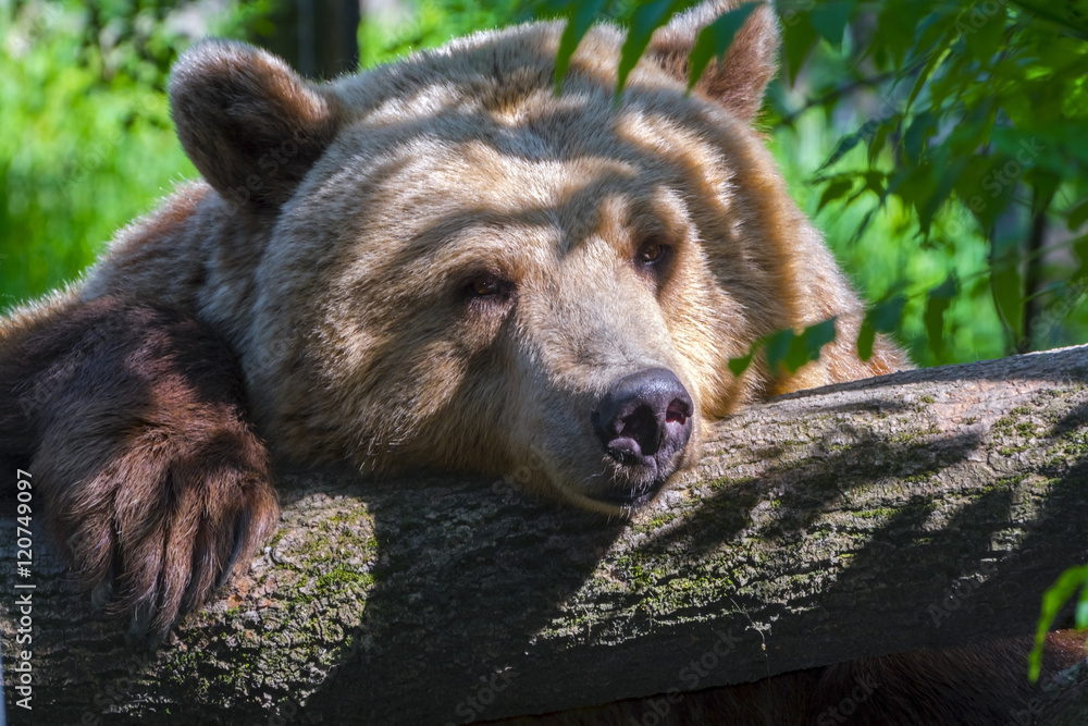 Obraz premium Lazy Bear