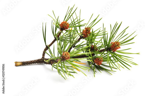 Branch from pine tree on white background