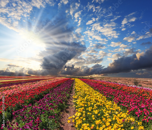 Tablou pe pânză The bright colors - red, yellow and pink