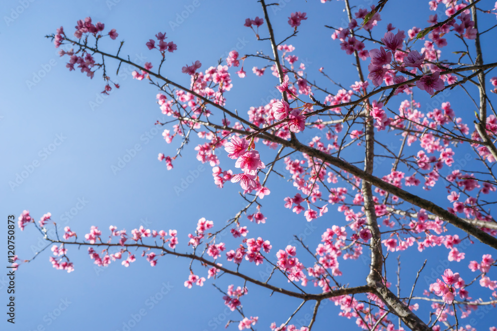 Sakura, Cherry blossoms on blue sky background, Pink flowers on blue sky background, Selective focus Sakura, Cherry blossoms on blue sky background, Pink flowers on blue sky background, Selective focus