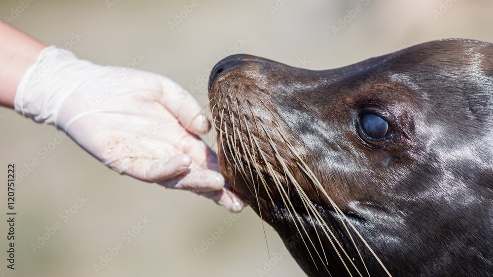 Obraz premium Adult sealion being treated - Selective focus