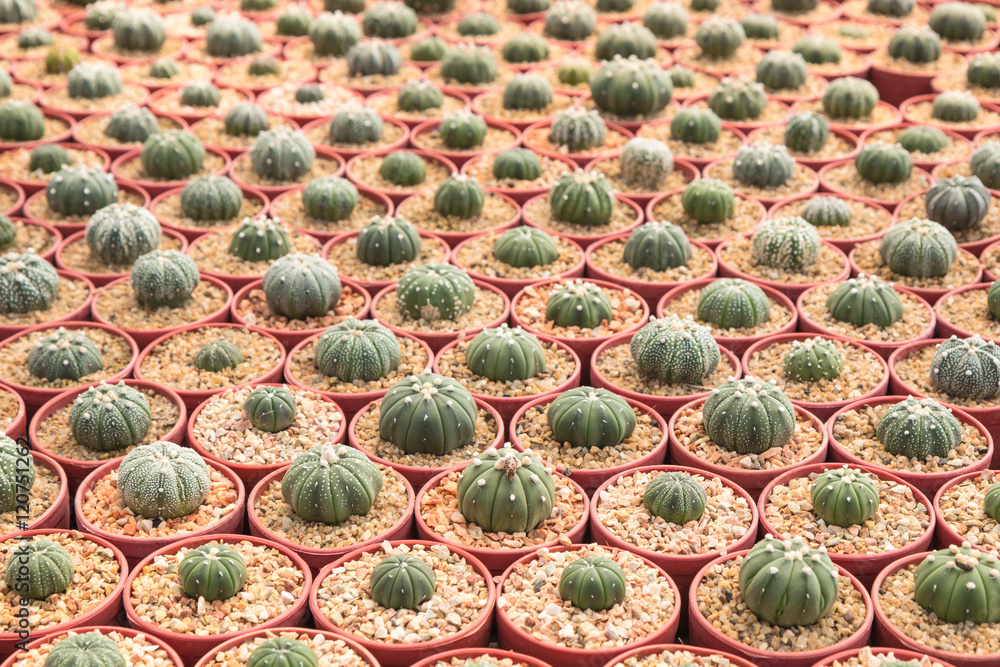 Fototapeta premium Various type of Astrophytum Asterias cactus plant in the cactus farm (garden).