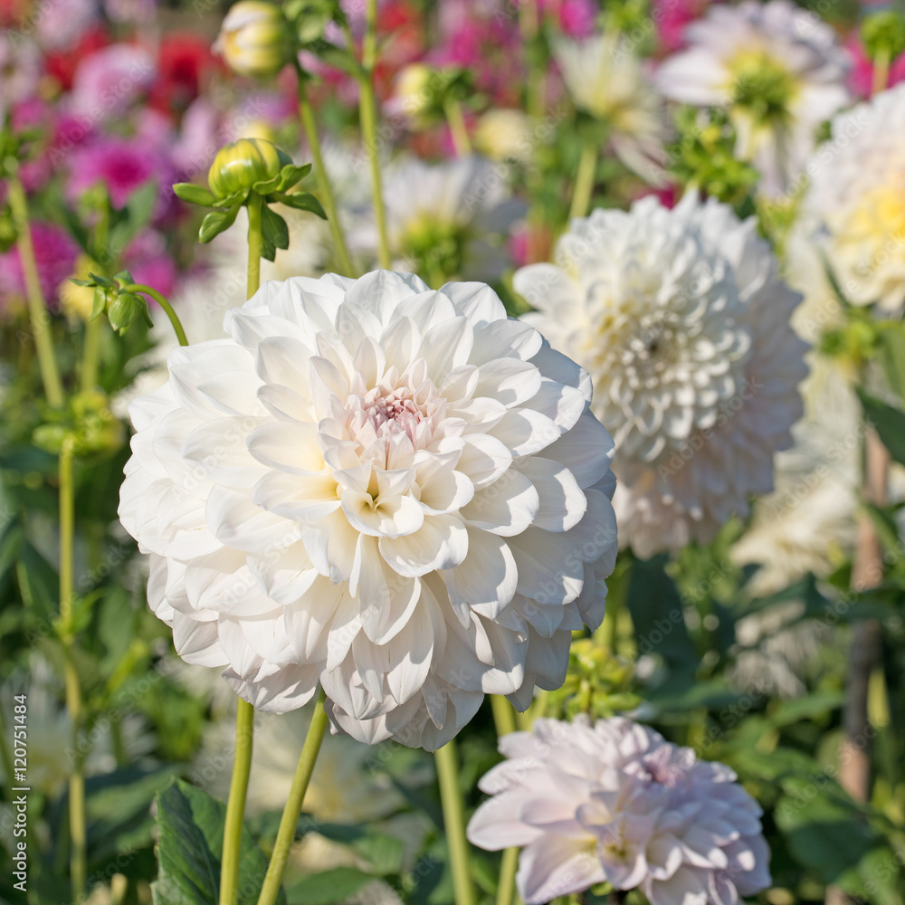 Dahlien, Dahlias Dahlien, Dahlias