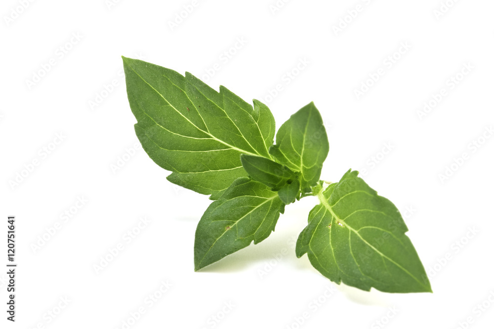 Fresh mint Fresh mint