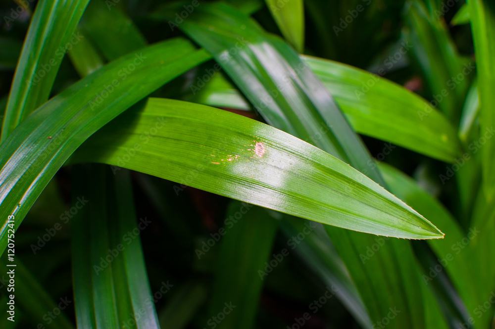 Obraz premium Pandan Leaves / sweet smell leaf