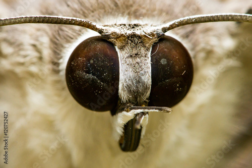 Moth's eyes
