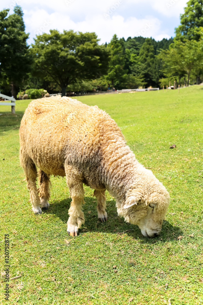 草を食べる羊