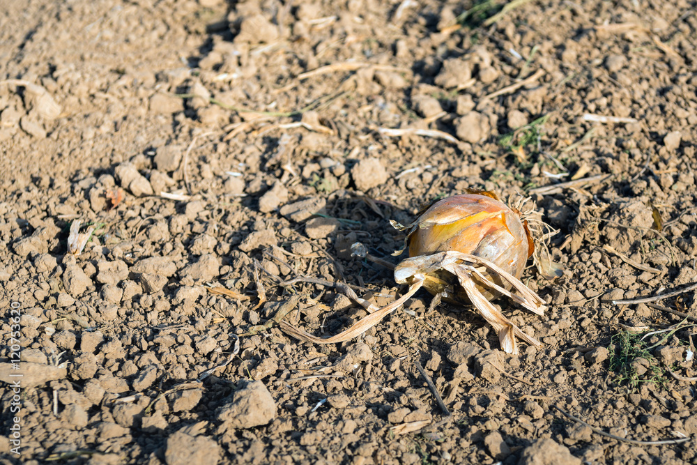 One onion left on the field after harvest