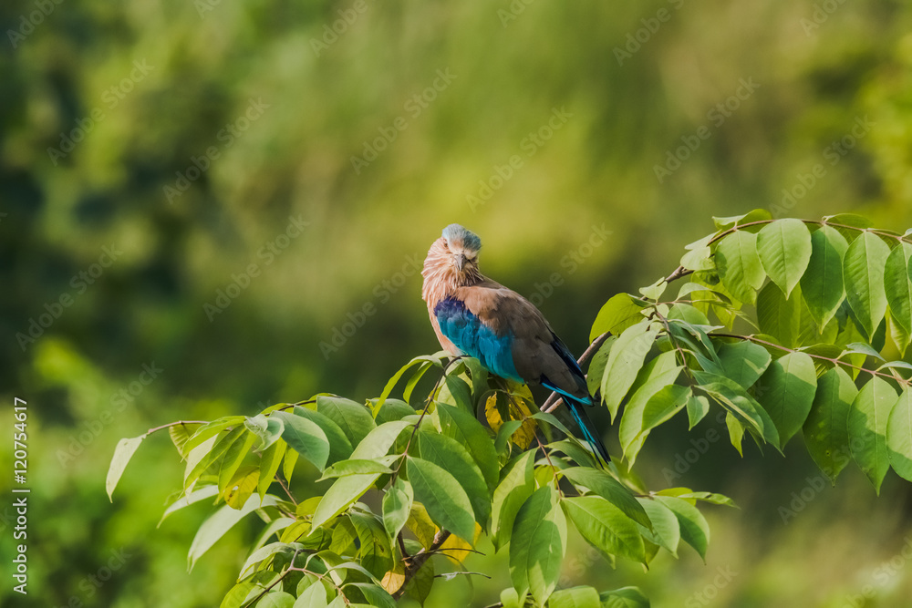 Obraz premium Indian Roller
