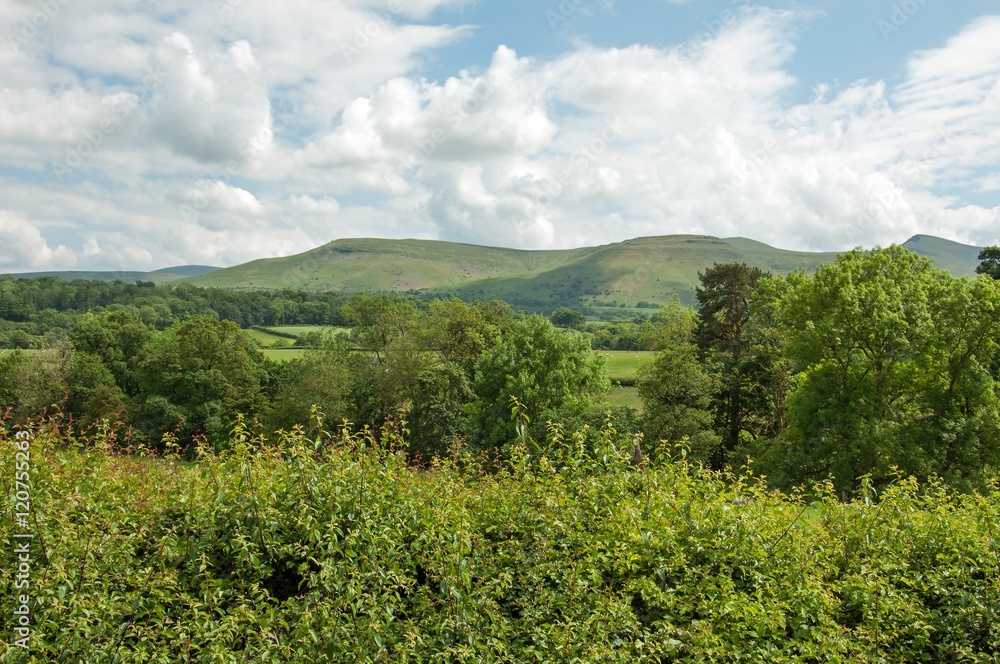 Fototapeta premium Summer Shrubbery.