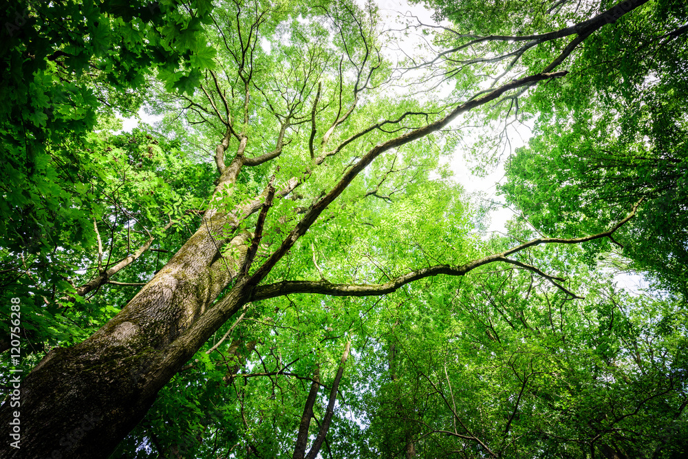 Forest trees leaf. nature green wood sunlight backgrounds. Forest trees leaf. nature green wood sunlight backgrounds.