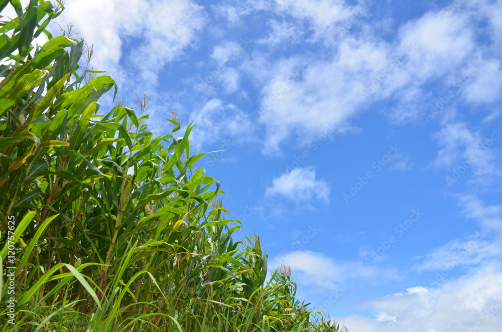 cornfield and blue sky cornfield and blue sky