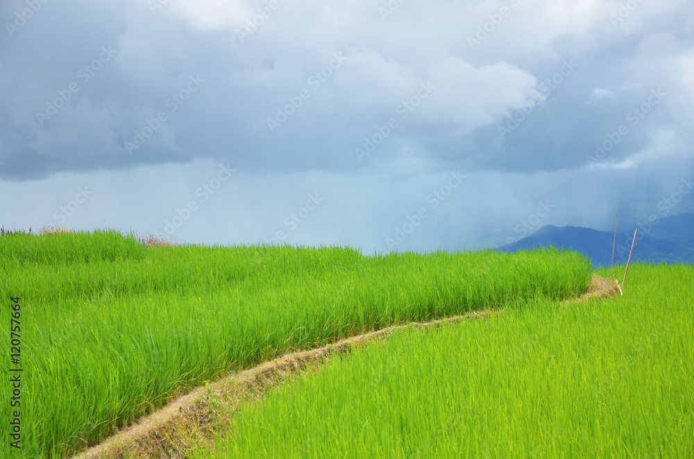 rice field in Pa Pong Piang Rice Terraces,Chiang Mai,thailand rice field in Pa Pong Piang Rice Terraces,Chiang Mai,thailand