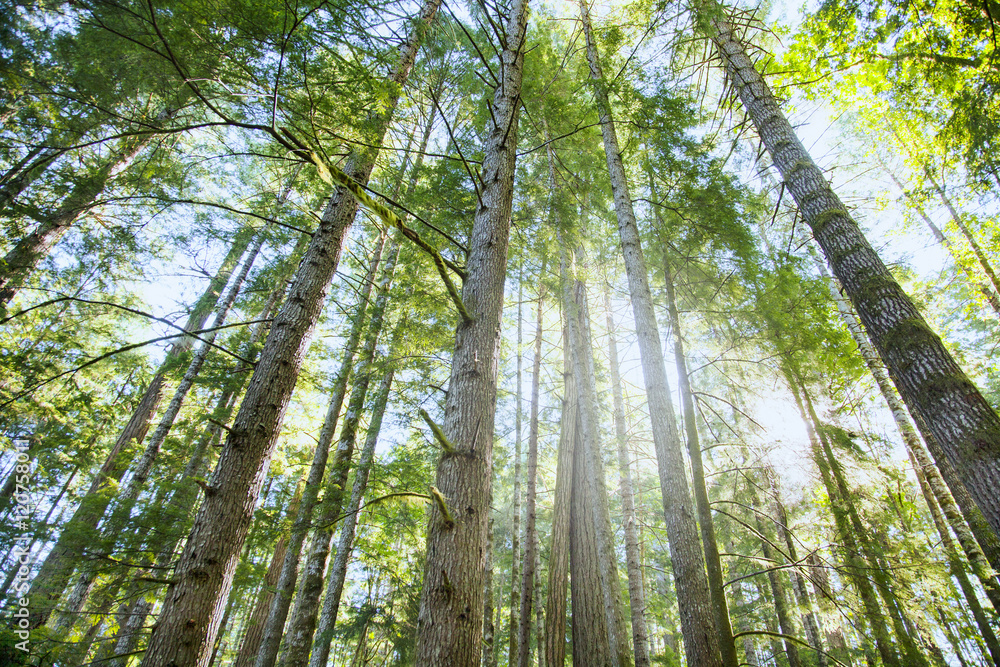 Fototapeta premium Wald