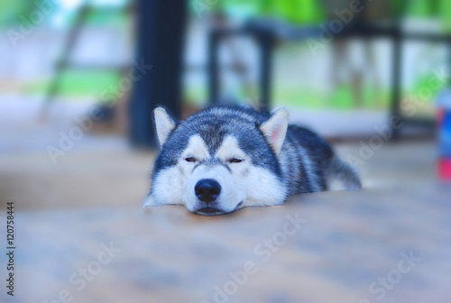 siberian husky dog smile