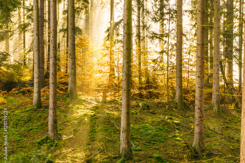 Herbst Wald mit Sonnenstrahl und Nebel