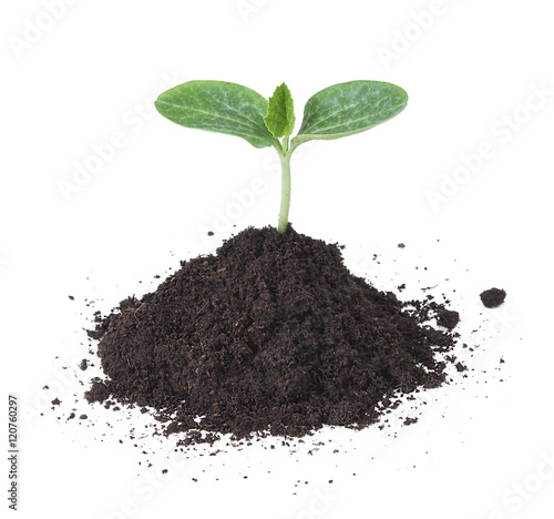 cucumber tree sapling seedling in soil isolated on white