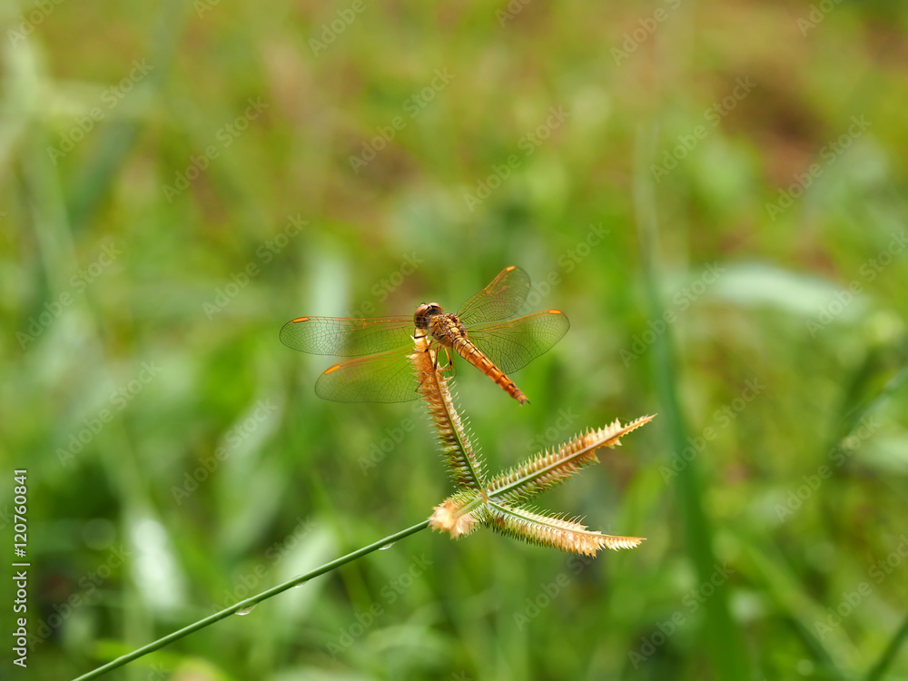 dragonfly outdoor on grass flower, nature background dragonfly outdoor on grass flower, nature background