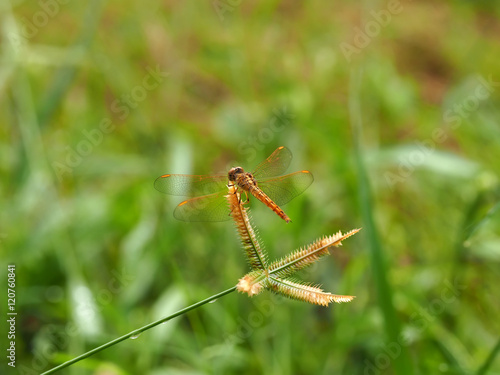 dragonfly outdoor on grass flower, nature background