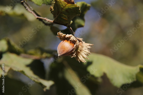 Avellanas caídas en el campo