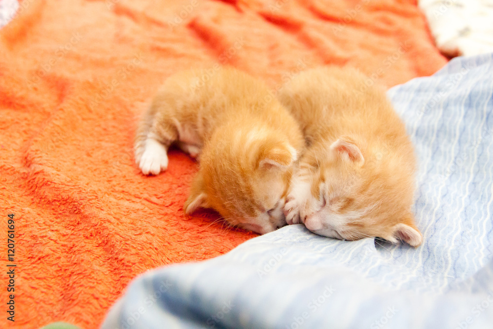 tabby orange kitten sleeping