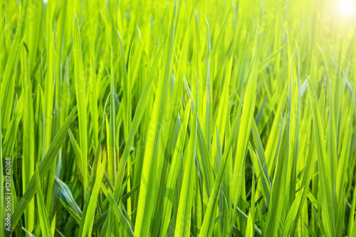 Rice fields