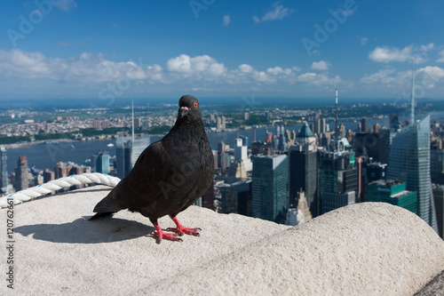 Photography Pigeon on the Empire State Building
