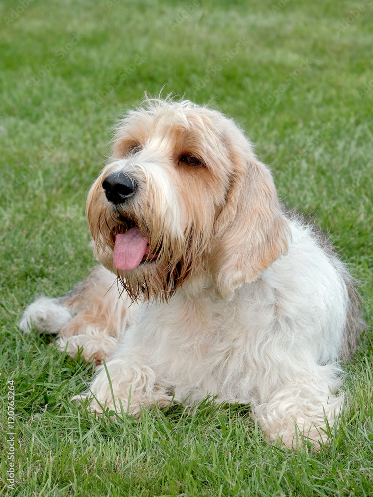 Typical Petit Basset Griffon Vendeen in the garden Typical Petit Basset Griffon Vendeen in the garden