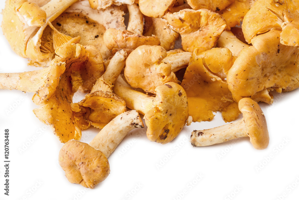 chanterelle mushrooms isolated on a white background chanterelle mushrooms isolated on a white background