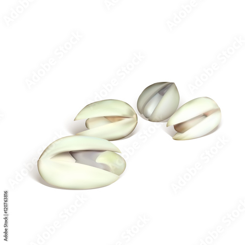 pistachio nut vector