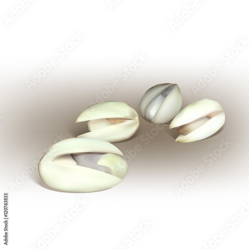pistachio nut vector