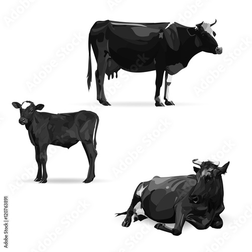 cow lying, vector