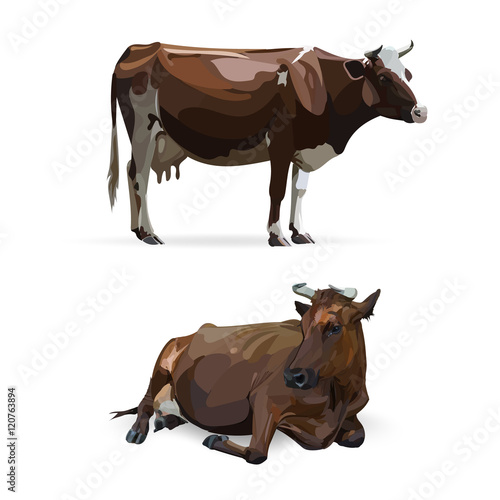 cow lying, vector