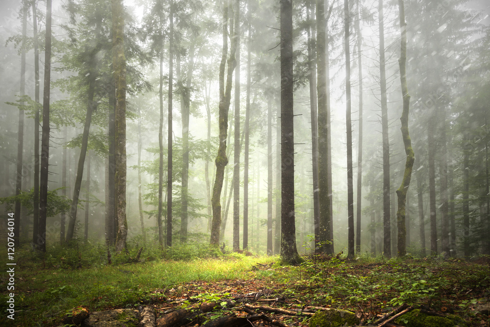 Naklejka premium Piękny las mglisty krajobraz z opadów deszczu.