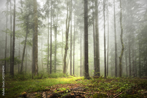 Beautiful foggy forest landscape with rainfall.