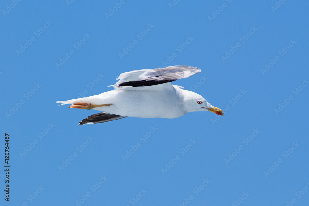A yellow-legged gull flying view from the side A yellow-legged gull flying view from the side