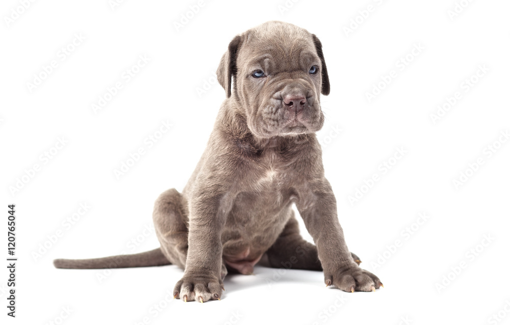 Obraz premium Beautiful young puppy italian mastiff cane corso (1 month)