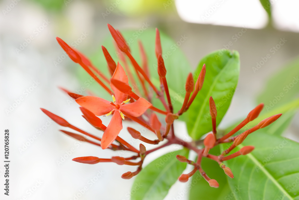 Ixora Ixora