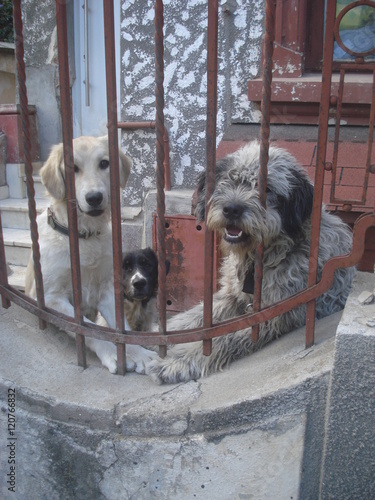 Three half breed dogs watching friendly through the fence of their yard