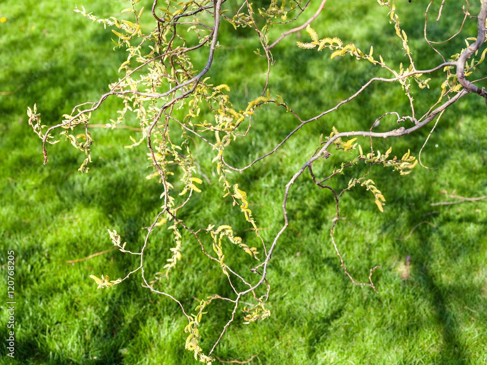 Fototapeta premium salix tree twigs with flowering yellow catkins